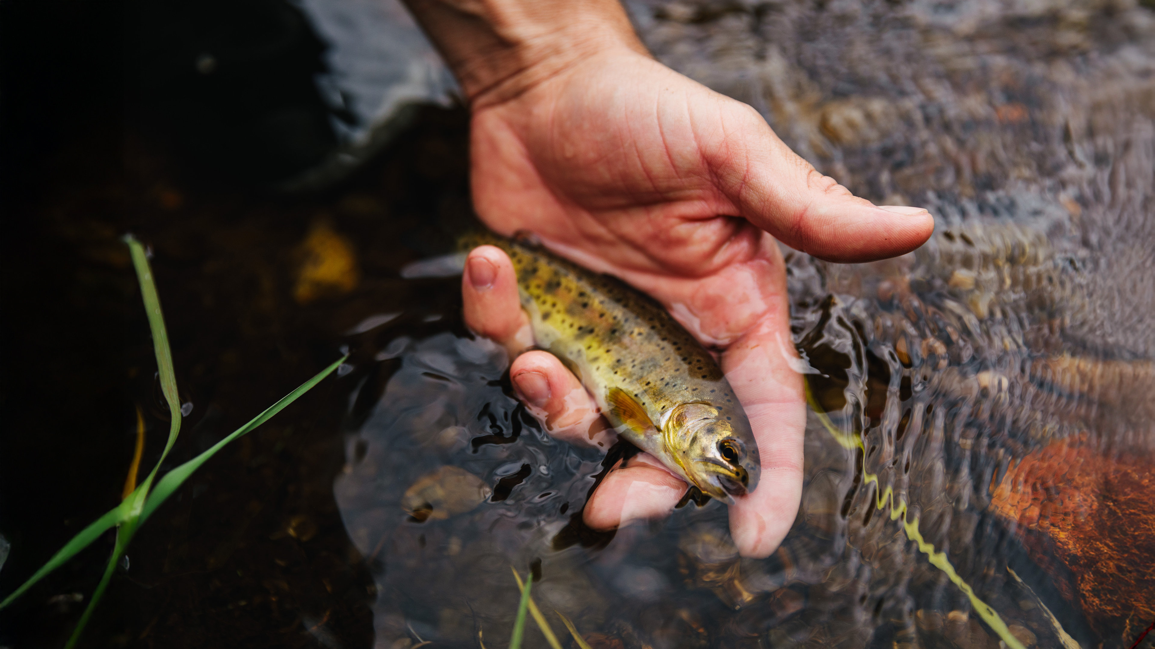 A person gently holds a small fish in shallow water.