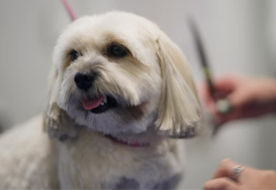A dog with long hair being groomed.