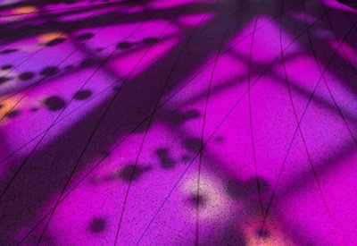  Black lines in a purple background