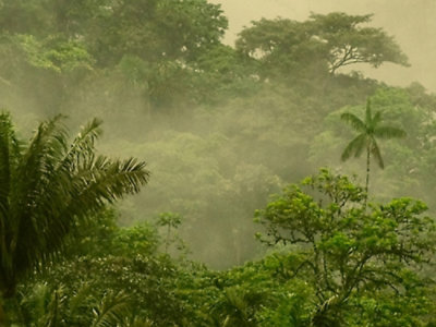A dense forest with trees and fog.