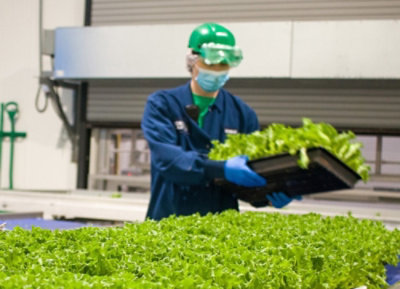 A person wearing a mask and gloves holding a tray of lettuce.