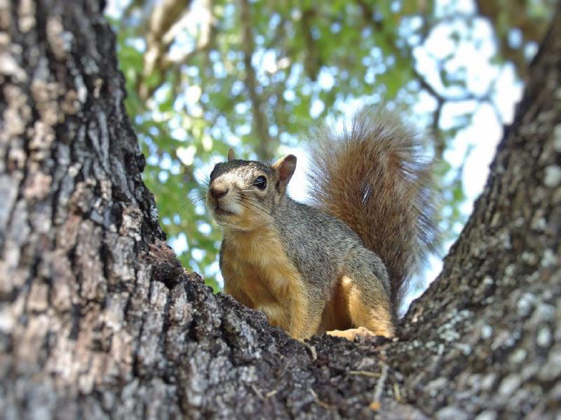 Squirrel on a tree