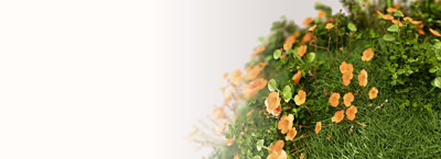 Vue rapprochée d’une herbe verte luxuriante et de fleurs orange sur un arrière-plan blanc.