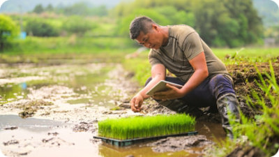 Un homme agenouillé dans un champ boueux examine de jeunes plants de riz, tenant une tablette de l’autre main.