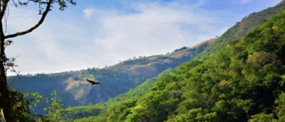 Pták letící nad horami