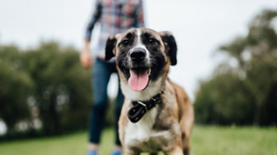A dog with its tongue out.