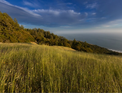 Une butte d’herbe avec des arbres et un ciel bleu.