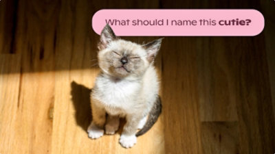 Et nærbilde av en katt som sitter på et tregulv med teksten «Hva skal jeg kalle denne søtnosen»?