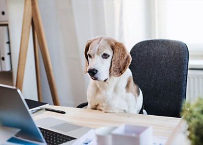 A dog sitting on a chair at a desk with a laptop.