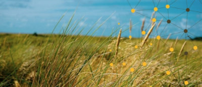 Image of greenery and sky