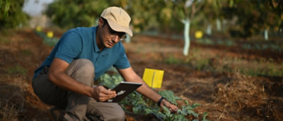 A man monitoring the plants while looking at the tablet 