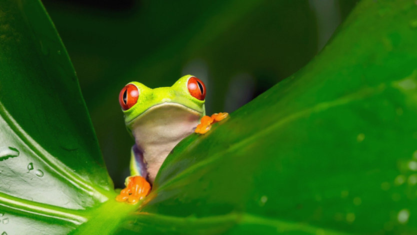 A red-eyed tree frog with orange feet clings to a waxy green leaf.