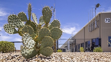 Arizona'daki yeni veri merkezinin dışında bir kaktüs.