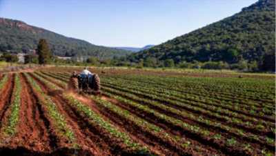 A person driving a tractor through rows of crops.