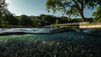 Split-level photo showing underwater vegetation beneath a park bridge.