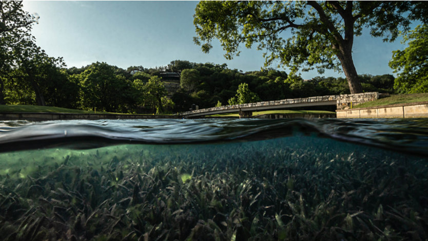 Split-level photo showing underwater vegetation beneath a park bridge.