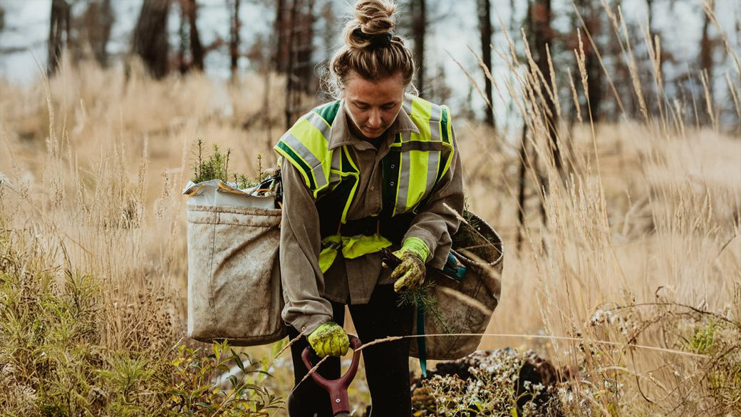 A woman is planting tree saplings in a field.
