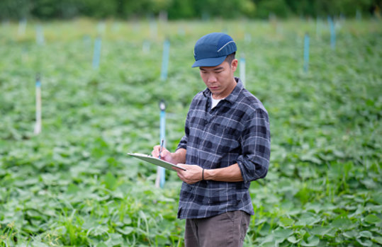 A man standing in a field of green crops taking notes on a tablet device.