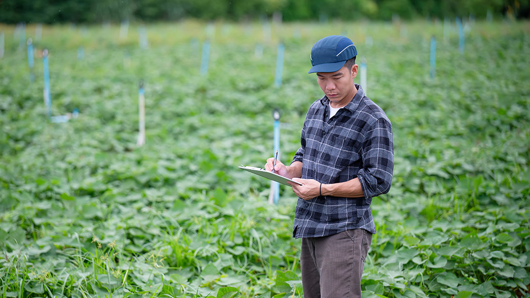 A man standing in a field of green crops taking notes on a tablet device.