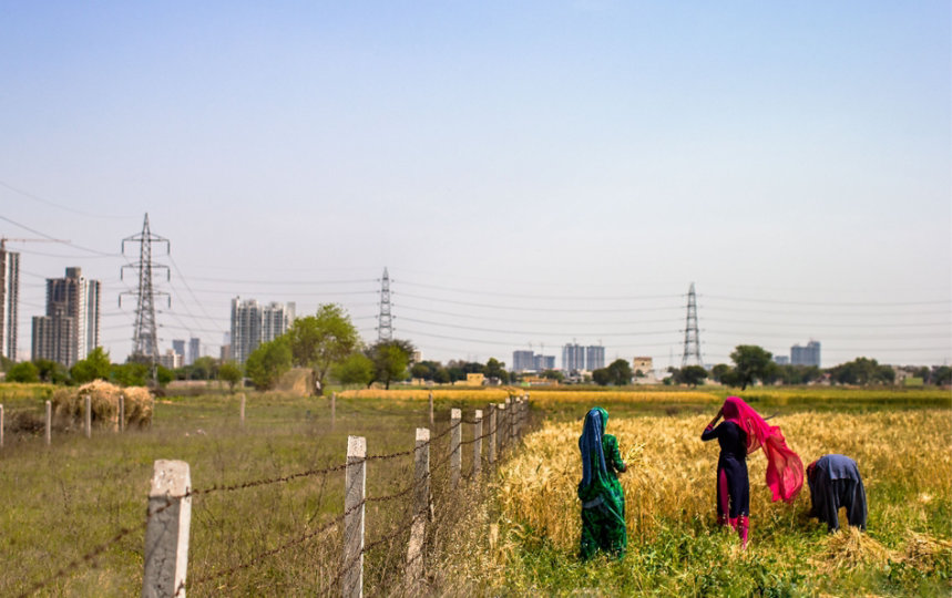 Farm workers harvest wheat crop by hand in fenced-off field with power lines and city buildings visible in the distance.