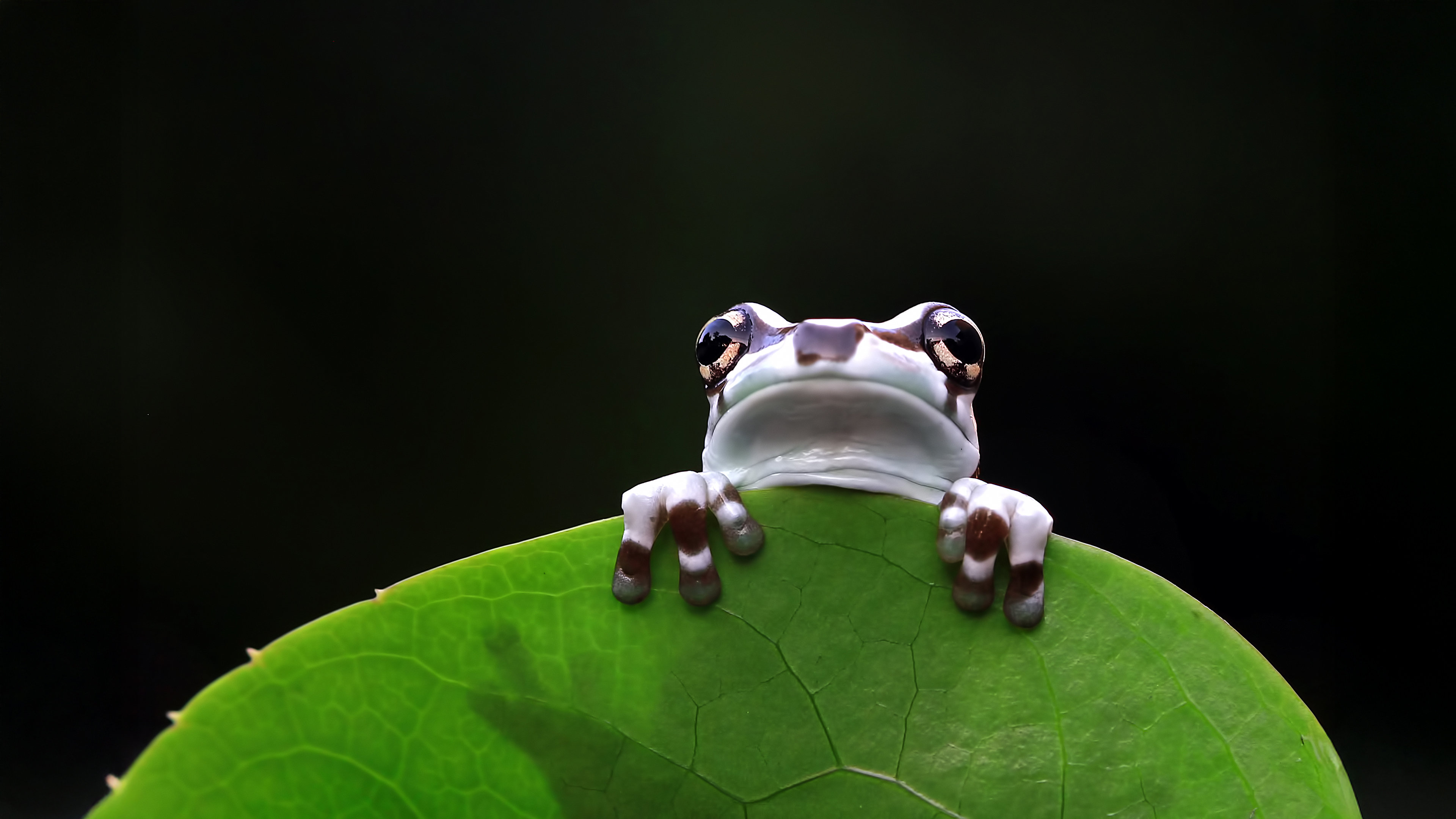 A frog peeks over the edge of a green leaf.
