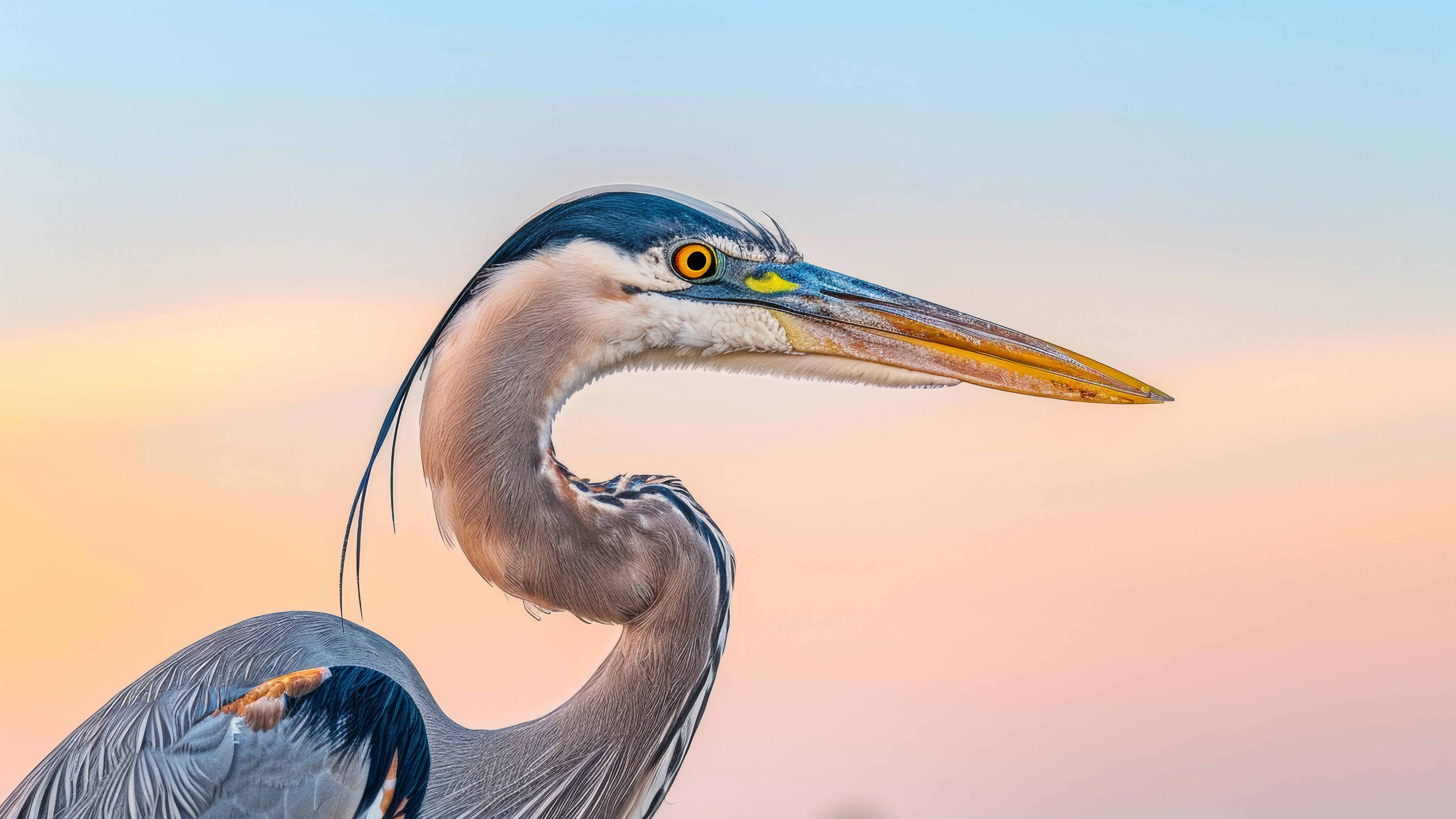 Great blue heron bird close-up with sunset background.