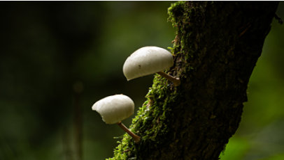 Mushrooms on a mossy tree branch.