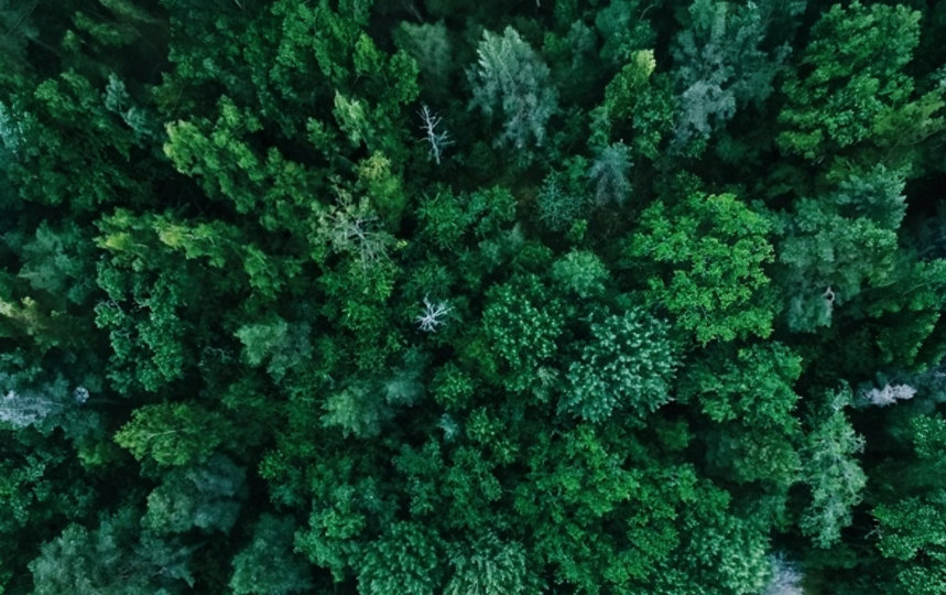 Aerial view of a lush, green forest.