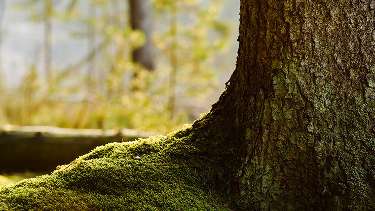Picture of a mossy tree trunk in the middle of a lush forest.