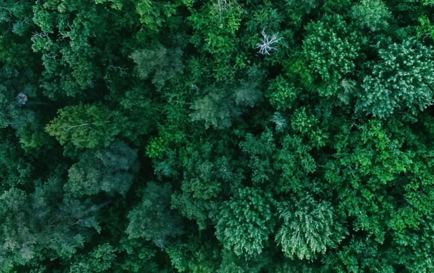 Aerial view of a lush, green forest 