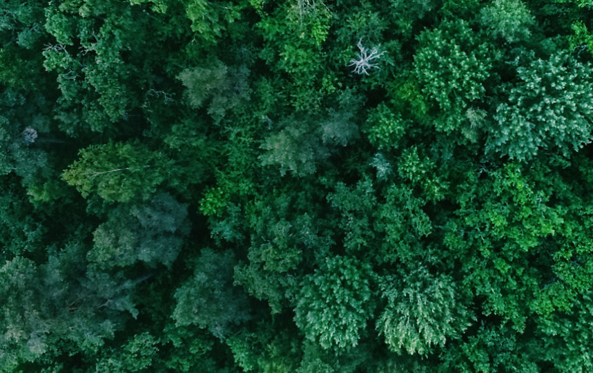 Aerial view of a lush, green forest.