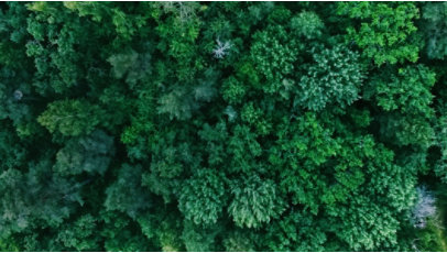 Aerial view of forest trees.