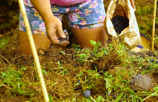 Close up of a person planting seeds in a forest.