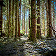 Sunlit, mossy conifer forest with a leaf-littered floor.