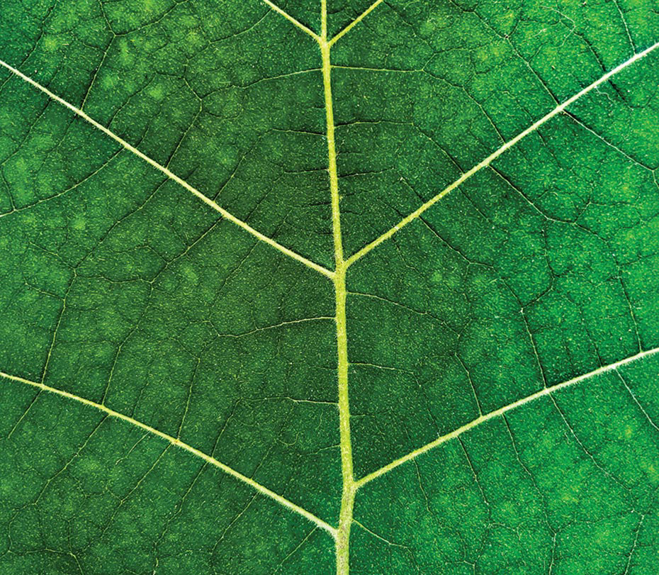 Close-up of a green leaf showing veins and texture.
