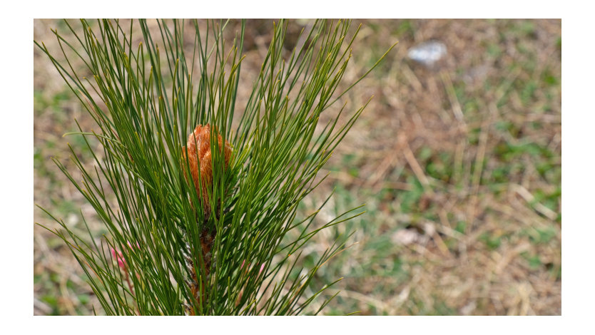A close-up of a young pine tree.