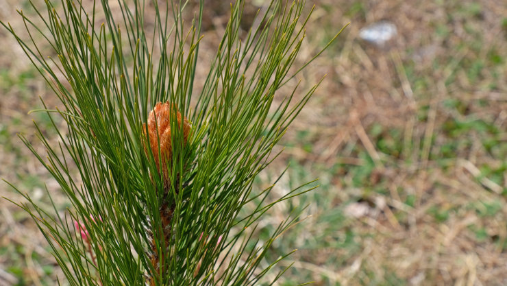 A close-up of a young pine tree.