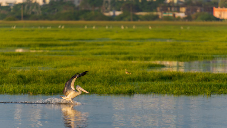 A pelican flying over an urban lake.