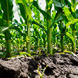 Close-up of young corn stalks growing in rich soil.