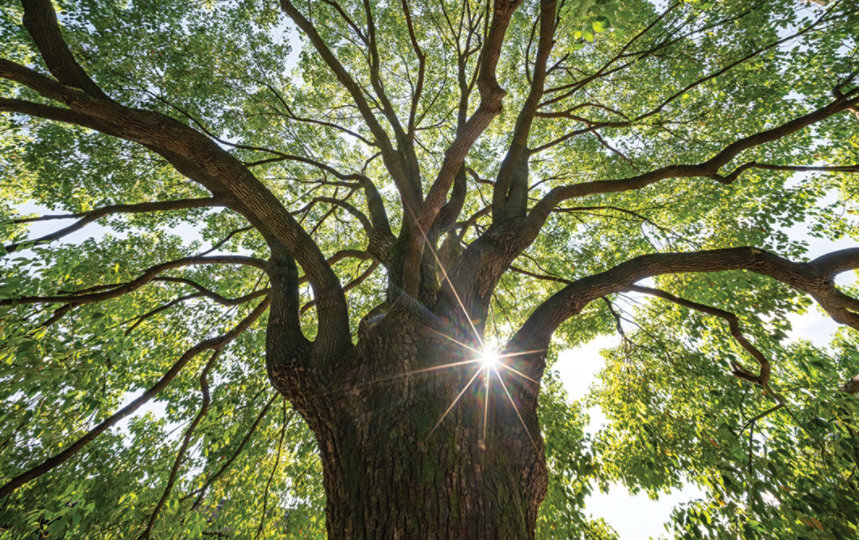 Sunlit tree canopy with spreading branches and leaves.