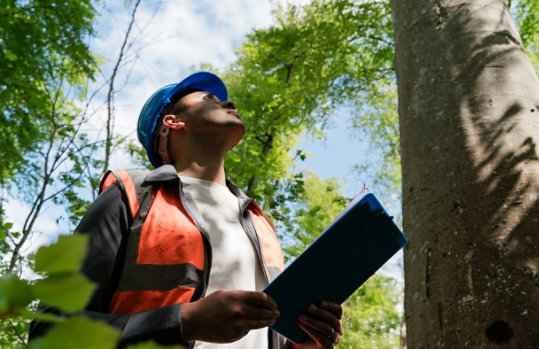 Side view waist up of an adult male tree surgeon. He is examining a tall tree in the forest while holding a clipboard to take notes.