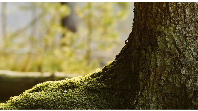 Picture of a mossy tree trunk in the middle of a lush forest.