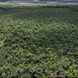 Aerial view of an extensive forested area