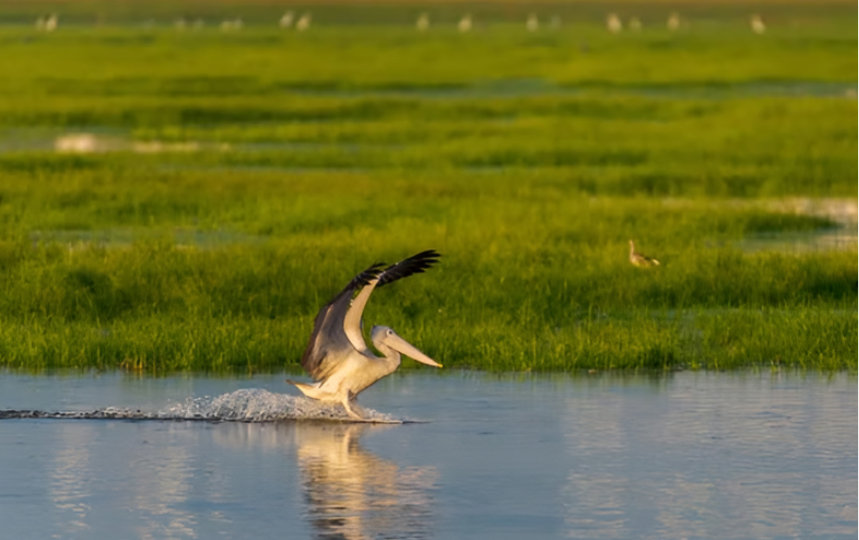 A pelican skims the water while landing in a sunlit green marsh.