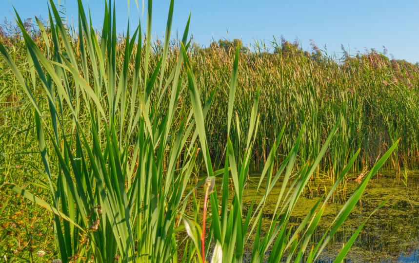 The shore of a freshwater lake with tall grass. 