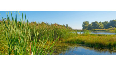 The shore of a freshwater lake with tall grass.