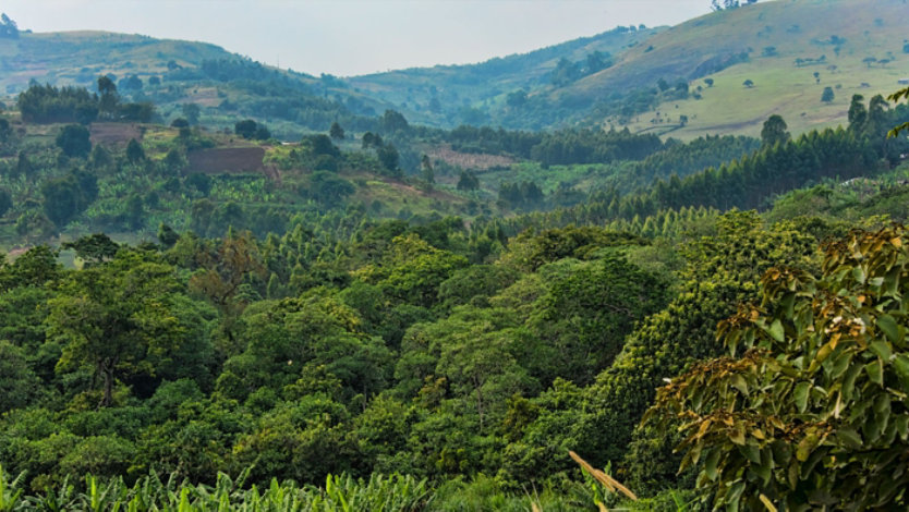 Rolling hills and dense forest with scattered farmland in the distance.