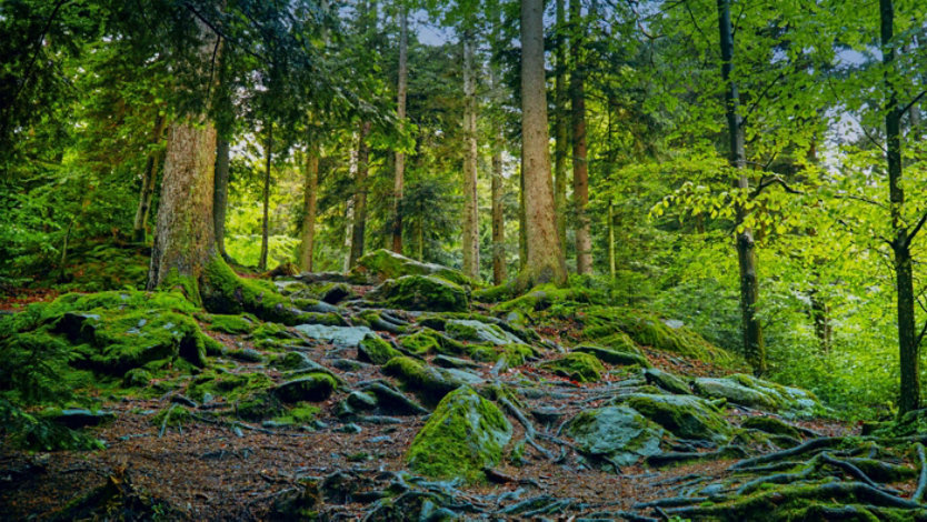 A vibrant green forest featuring tall trees, dense foliage, and moss-covered roots.