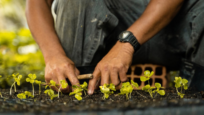 Close-up of hands planting young seedlings into soil in a nursery tray.