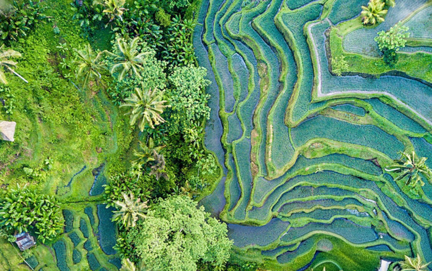 Aerial view of terraced rice fields surrounded by tropical vegetation.